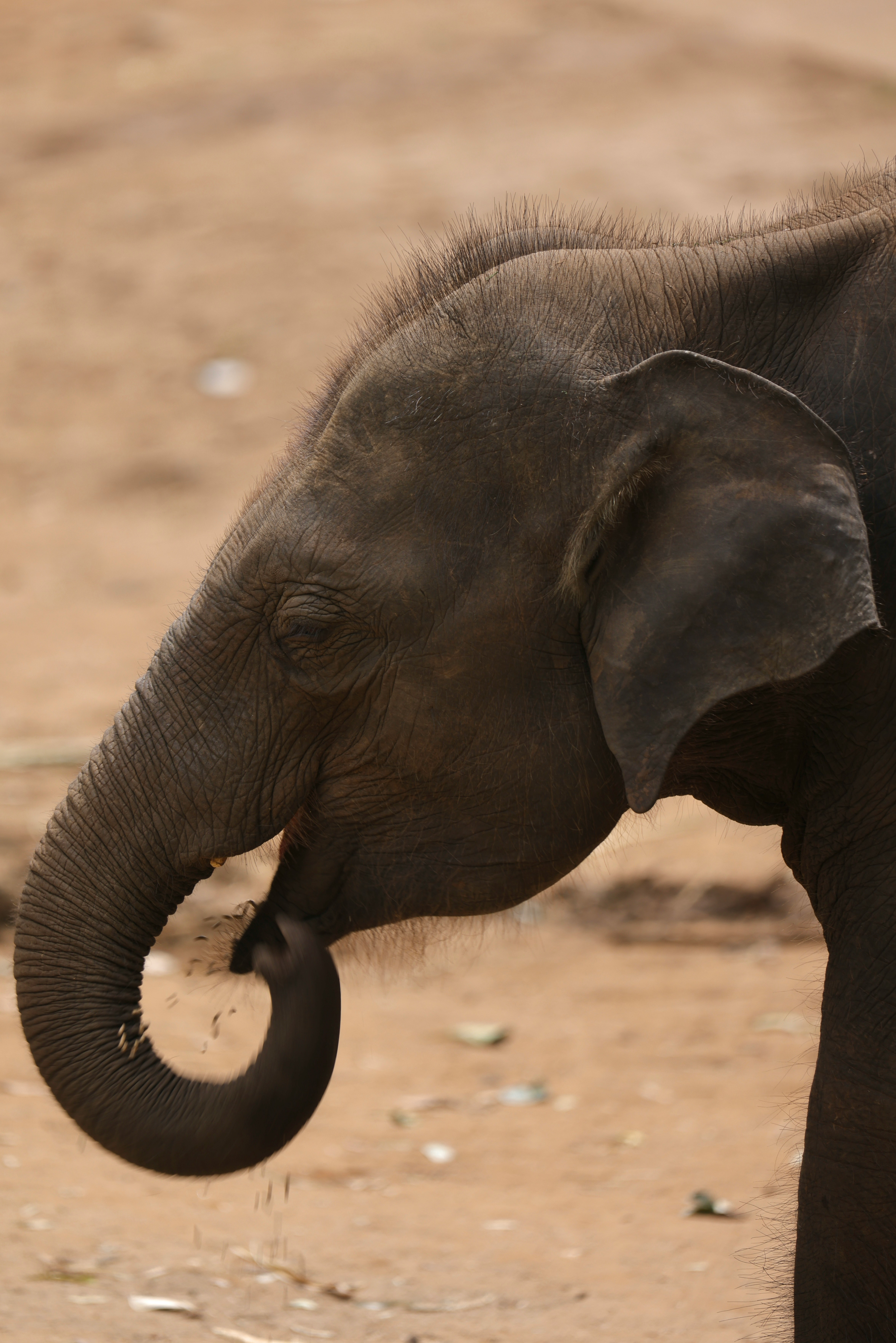 Yala National Park atmosphere