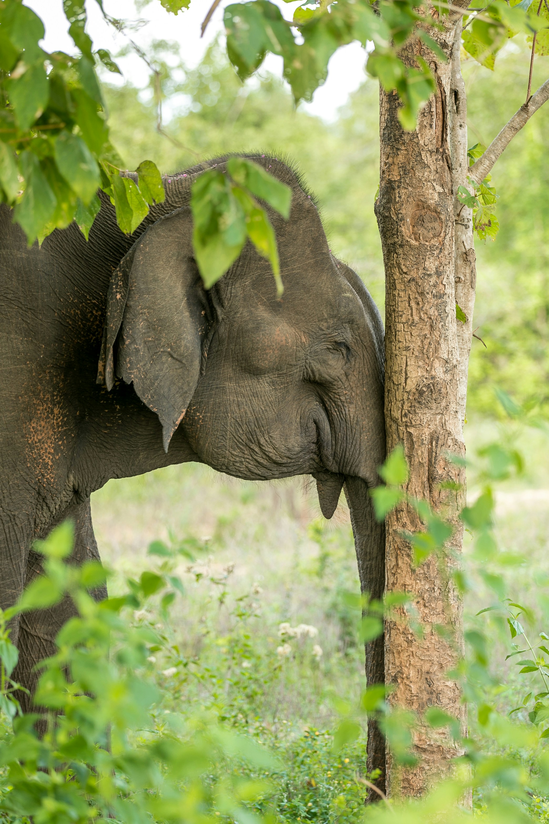 Wildlife Safaris